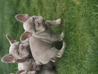 Renkli Gözlü Ev Ortamında Bakılan French Bulldog Yavrularım