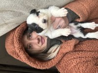 Border Collie Yavrular