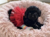 Çok uyguna teacup minik köpekler