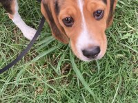 4 Aylık beagle kızım