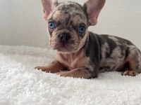 Ev bakımı french bulldog yavrularım