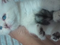 British shorthair beyaz yavru