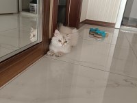 Britsh longhair 1 yaşında kedimiz