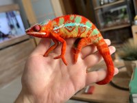 Panter bukalemun