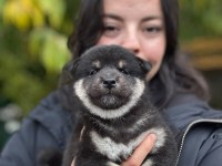 Safkan Shiba Inu Yavruları Sevimli Tilki Suratlar