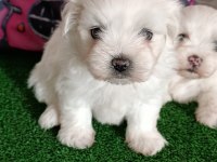 2 Aylık Maltese Terrier