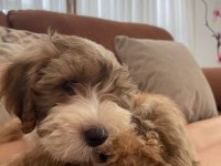 Morkie cinsi Cokie yavrumuzu sahiplendiriyoruz