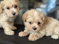 Show kalite tea cup kore maltipoo yavrularmız