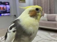 Full Evcil Ele Kola Alışık Sultan Papağanı