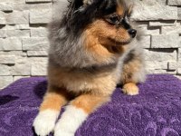 Pomeranian boo köpekleri