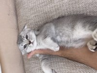 British shorthair