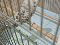Eşe atılmaya hazır 6 aylık iri dişi muhabbet kuşu