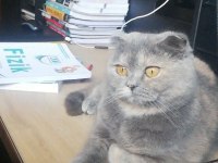 Scottish fold güzeller güzeli kızım