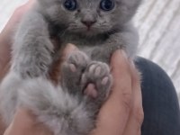 British longhair kediler 2 aylıklar