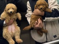 Sevimli Poodle Köpekler