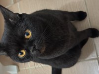 British shorthair kedilerimizi sahiplendiriyoruz