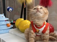 Oyuncu scottish fold kedilerim 3 aylıklar