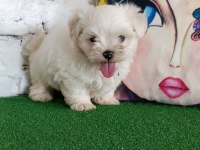 Maltese terrier minik dostlar