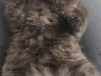 Dark Chocolate British Shorthair Yavrular