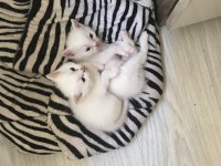 ÇOK ACİL YUVA ARIYORUZ KEDİMİZE