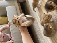Golden Scottish Fold bebek yavrular