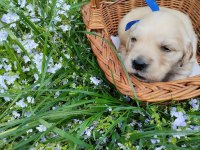 Golden Retriever Gelip Görerek Alabilirsiniz