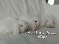 Beyaz mavi gözlü cüce lop/minilop tavşan bebeklerimiz