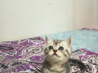 British Shorthair / Longhair Yavrular