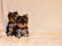 Petmode köpek çiftliğinden tea cup yorkshire terrier