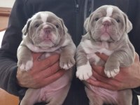 SİTENİN EN GÜZEL İNGİLİZ BULLDOG BEBEKLERİ