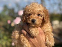 Teacup boy red brown poodle köpekler