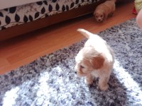 Minik maltipoo köpekler