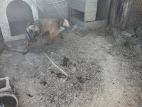 Belçika kurdu köpeğimiz