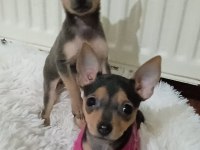 4 aylık minyatür pinscher