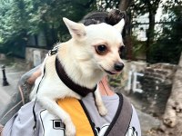 Ücretsiz sahiplendirme chihuahua