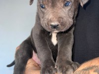 MİNİK CANE CORSO DEVLER YENİ AİLELERİNİ BEKLİYOR