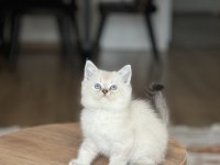 EVİNİZİN NEŞESİ MAVİ GÖZ BRİTİSH SHORTHAİR BEBEK