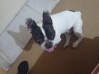 Fransız bulldog