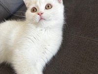 Evcil british longhair