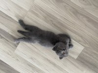 ücretsiz 3,5 aylık scottish fold yavrumuza yuva arıyoruz