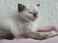 İRAN KEDİSİ MİNİKLERİMİZ AİLELERİNİ BEKLİYOR