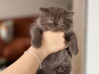 Nadir Renk British Longhair Cinnamon