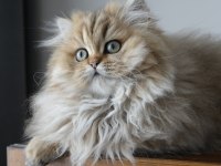 Harika Golden British Longhair Bebek