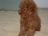 Anne 2700 baba 210 kg orjinal toy poodle kore kan