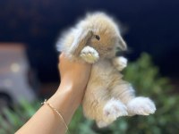 SAFKAN HOLLANDA LOP TAVŞANLAR GÖNDERİM VAR