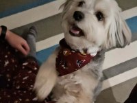 Çok Sevecen Uysal Köpeğimiz