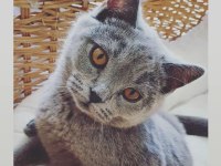 British Shorthair