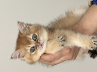 British Shorthair Golden Yavrular