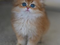Gold Kürklü British Longhair