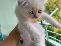 Scottish fold lynx point